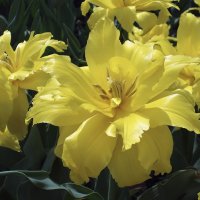 Жёлтые тюльпаны :: Сергей Мягченков
