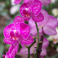 орхидея :: Татьяна 