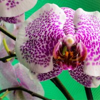 орхидея :: Марат Закиров