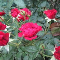 Дарят розы красоту... :: Тамара (st.tamara)