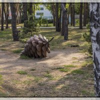 Воронежская шишка :: Юрий Клишин