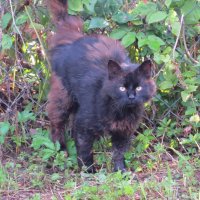 Чёрная кошка. :: АнитА Лященко