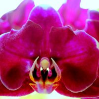 Орхидея фаленопсис... :: Наталья Агеева