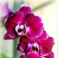 Орхидея фаленопсис... :: Наталья Агеева