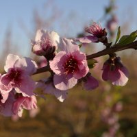 персиковые цветы .. :: Amina selma saidi