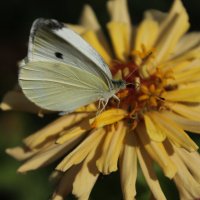 бабочка :: Ирина Рыкина