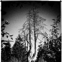 Деревья умирают стоя... :: Алексей Бажан