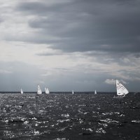 лебеди в черной воде :: Анастасия Фёдорова