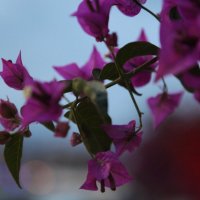 Фиолетовые цветочки :: Артем Бардюжа