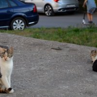 Дворовые кошки :: Savayr 