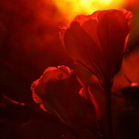 Огонь пурпурной  розы :: Valentina Lujbimova [lotos 5]