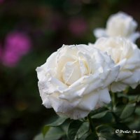 Белые розы :: Валерий Гущин