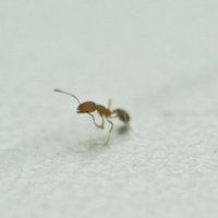 рыжий наглый маленький домашний муравей :: ганичев алексей 