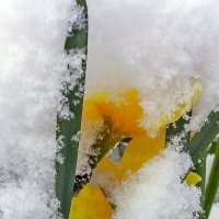 Нарцисс под снегом... :: Елена Васильева