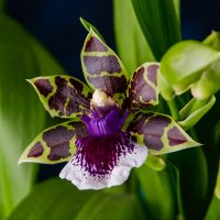 Еще один зигопеталум. Из моей коллекции орхидей :: Виталий Толкачев 