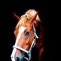 Horse :: Alesya Safe