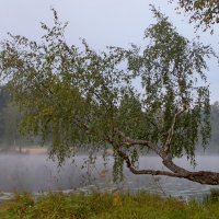 Утро у плакучей берёзы :: Юрий Цыплятников