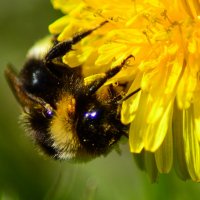 Пчелка :: Ольга Имайкина