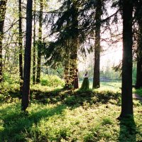 Старинный лес , задумчивый и мудрый :: Петр Мерзляков