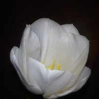 Белый тюльпан... :: Любовь Пилипенко 