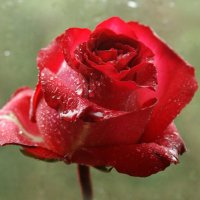 красная роза :: Татьяна 