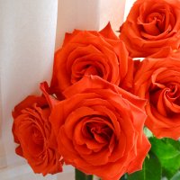 Прекрасные розы :: Ольга Рязанова