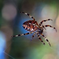 spider :: Антон Лихач