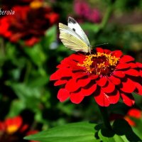 Butterfly :: Анастасия Фокс