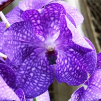 Изящность орхидеи :: Nikolay Monahov