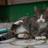 ... И всё же Василий Иванович победил зелёного змия (корня валерианы)!!! :: Алёна Михеева