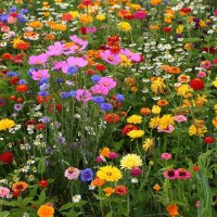 Веселая  полянка   цветов :: Valentina Lujbimova [lotos 5]
