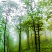 Туман в лесу :: Алексей Сазонов