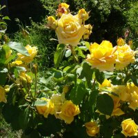 Дорогие мои Друзья, эти золотые, солнечные розы из моего сада, для Вас!!!!! :: Елена Солнечная