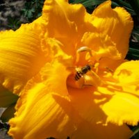 Цветок с пчелой. :: Виктор Елисеев