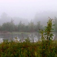 утро,туман... :: Олег Петрушов