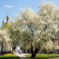Весна :: Анастасия Климова