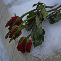 Розы на снегу :: Никита Иванов