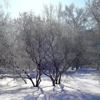 Снежные тени :: busik69 