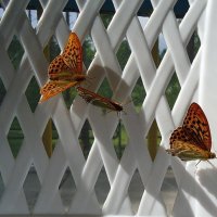 бабочки :: Юлия Sun