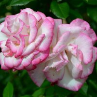 Пражские розы :: zhanna-zakutnaya З.
