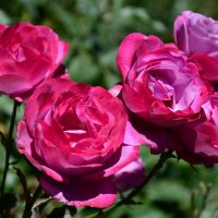 Розовые розы :: Elena L.