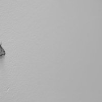 moth :: шамиль нурахметов