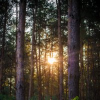 рассвет в лесу :: Анна Губенко