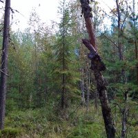 Прогулка по лесу 3. :: Светлана Никольская