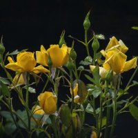 Букет из желтых роз (цветение 2014) :: Евгений Лимонтов