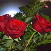 красные розы :: Yasnji 
