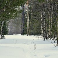 В лесу дремучем, зимнем :: Василий Хорошев