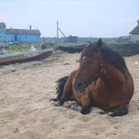 Куганаволокская лошадка. :: ПК 