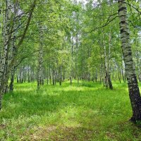 Весенний лес :: Елена Федотова