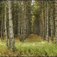 Лесной лабиринт :: Андрей Черненко